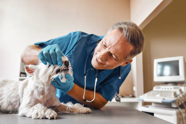 Best 24-Hour Emergency Dentist  in Charlotte Hall, MD